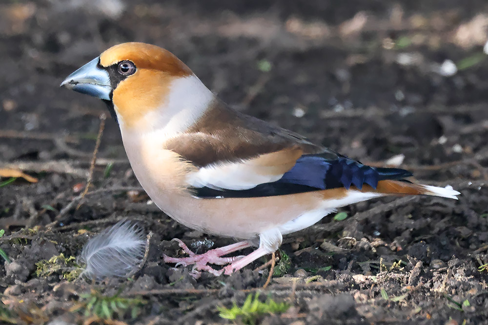 Hawfinch
